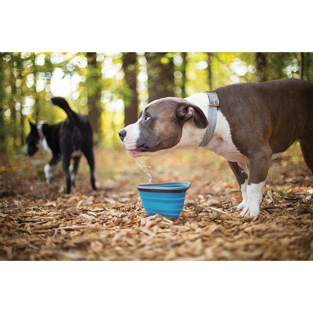Mash and Stash Collapsible Dog Bowl Big Adventure Outfitters